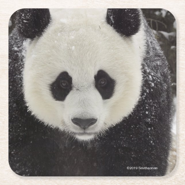 Dessous-de-verre Carré En Papier Panda géant dans la neige (Devant)