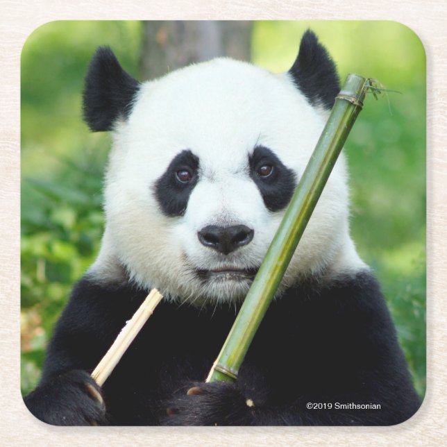 Dessous-de-verre Carré En Papier Panda géant tenant le bambou (Devant)