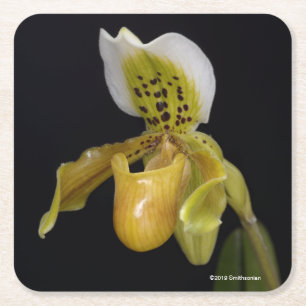Dessous-de-verre Carré En Papier Paphiopedilum Exul