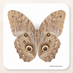 Dessous-de-verre Carré En Papier Papillon de hibou