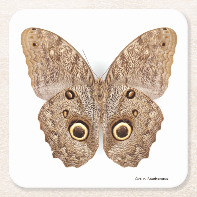 Dessous-de-verre Carré En Papier Papillon de hibou (Devant)