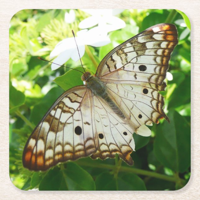 Dessous-de-verre Carré En Papier Papillon sur Jasmine Tropical Nature Photographie (Devant)