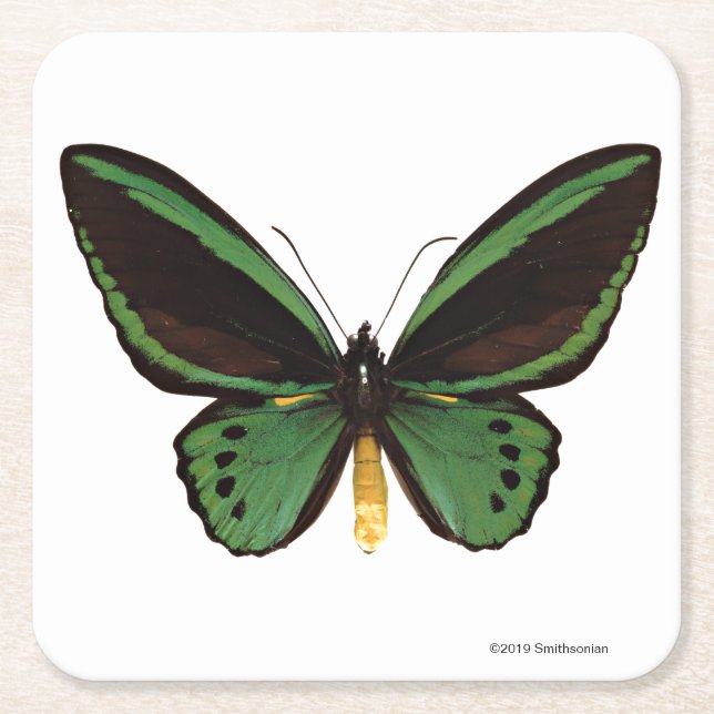 Dessous-de-verre Carré En Papier Papillon vert de Birdwing (Devant)