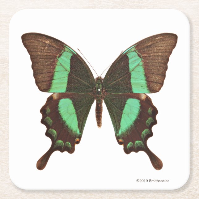 Dessous-de-verre Carré En Papier Papillon vert de machaon (Devant)