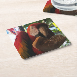 Dessous-de-verre Carré En Papier Parrot Macaw Scarlet Manger Toast