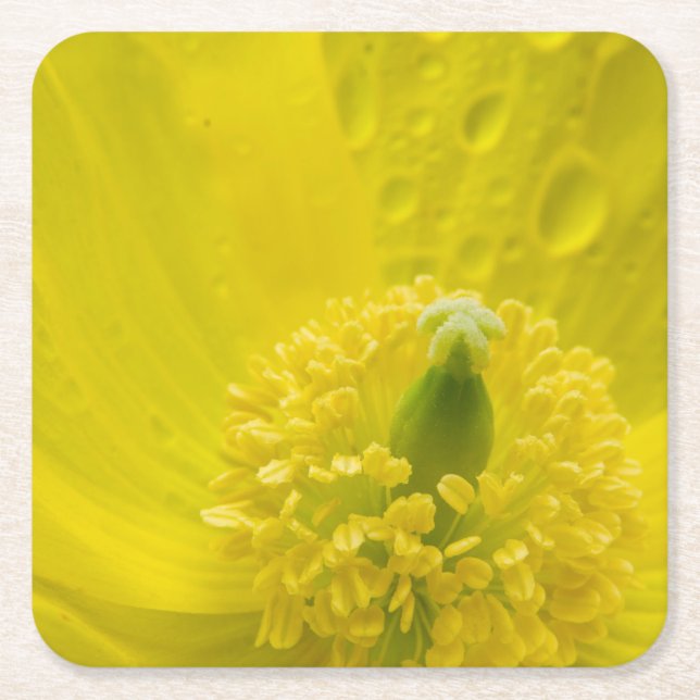 Dessous-de-verre Carré En Papier Pavot jaune oriental (Devant)
