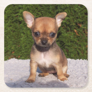 Dessous-de-verre Carré En Papier Petit Chihuahua Chien chiot mignon