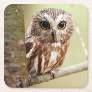 Dessous-de-verre Carré En Papier Petit hibou de bébé   Ontarios