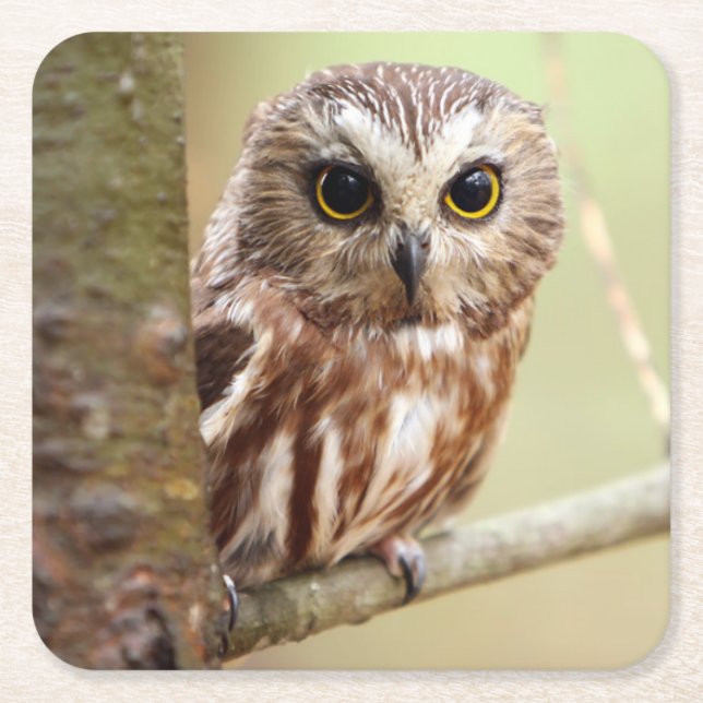 Dessous-de-verre Carré En Papier Petit hibou de bébé | Ontarios (Devant)