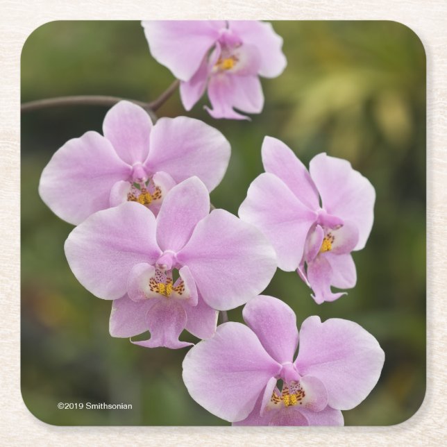 Dessous-de-verre Carré En Papier Phalaenopsis Schilleriana (Devant)