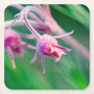Dessous-de-verre Carré En Papier Photo macro de fleurs de prairie dans le Montana