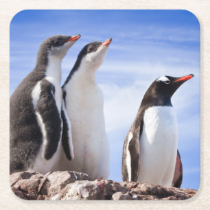 Dessous-de-verre Carré En Papier Pingouins en Antarctique