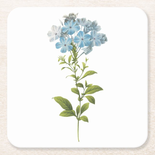 Dessous-de-verre Carré En Papier Plumbago caerulea par Redouté (Devant)