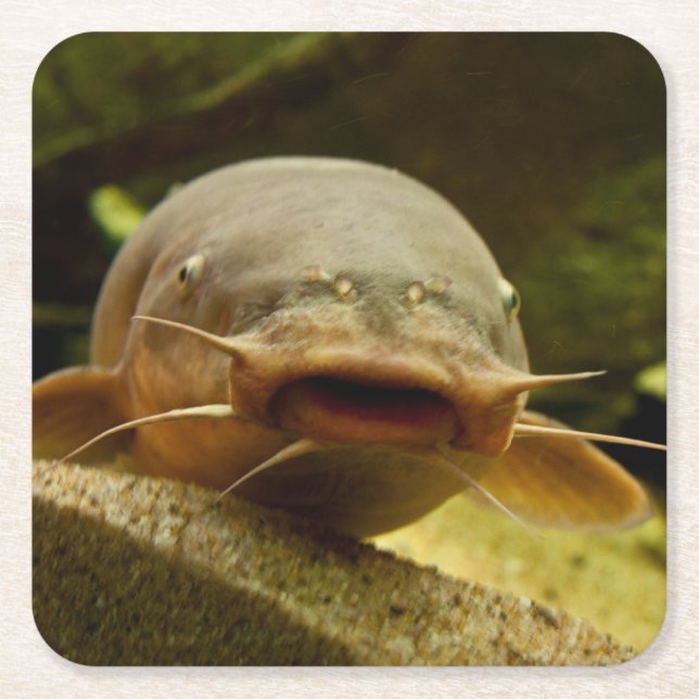 Dessous-de-verre Carré En Papier Poisson-chat électrique (Devant)
