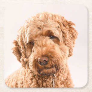 Dessous-de-verre Carré En Papier Portrait de Goldendoodle Studio