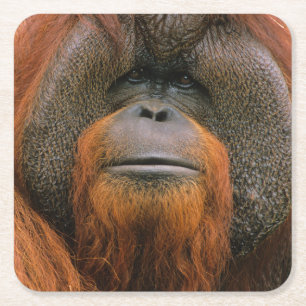 Dessous-de-verre Carré En Papier Portrait d'un orang-outan mâle, Géorgie, États-Uni