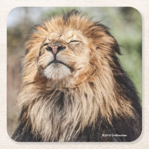 Dessous-de-verre Carré En Papier Prendre un bain de soleil masculin de lion