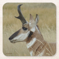 Profil de tête de mâle d'antilope pronghorn A4