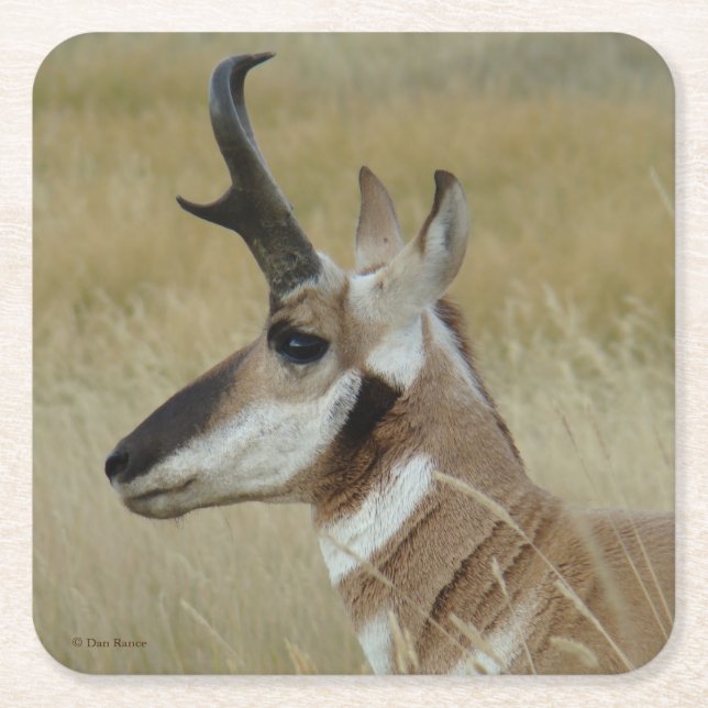 Dessous-de-verre Carré En Papier Profil de tête de mâle d'antilope pronghorn A4 (Devant)
