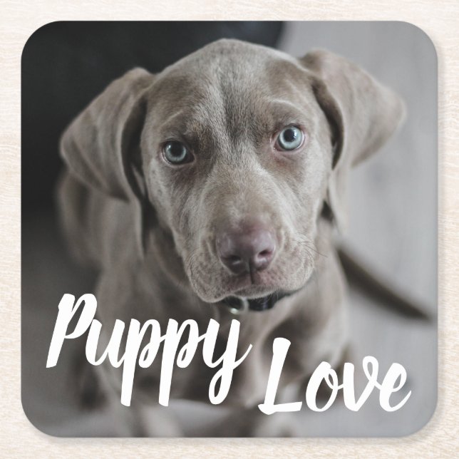 Dessous-de-verre Carré En Papier Puppy Lote Mignonne Weimaraner Chien (Devant)