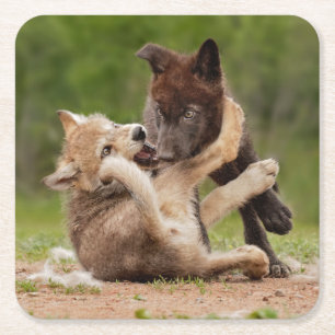 Dessous-de-verre Carré En Papier Pups de loup gris luttant