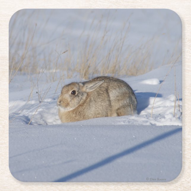 Dessous-de-verre Carré En Papier R5 Lapin de coton (Devant)