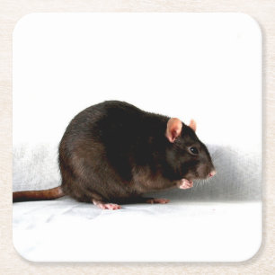 Dessous-de-verre Carré En Papier Rat coastercan