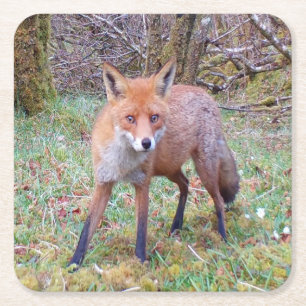 Dessous-de-verre Carré En Papier Renard Rouge Mignon Regardant Directement Faune de