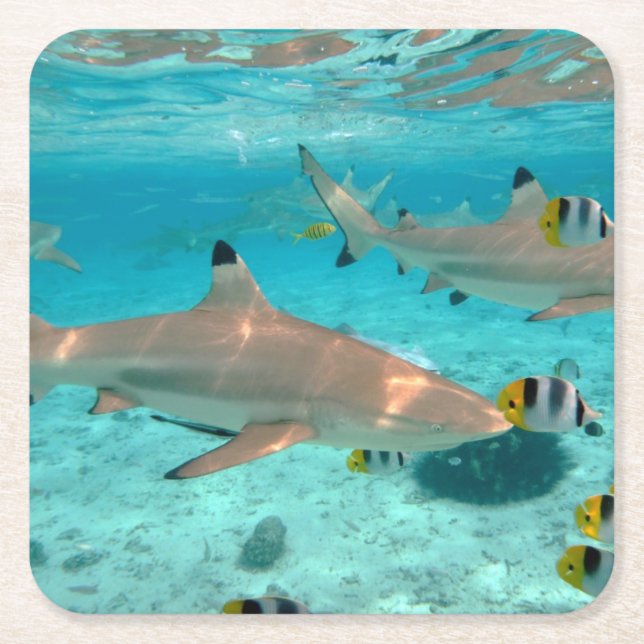 Dessous-de-verre Carré En Papier Requins dans les dessous de verre de lagune de (Devant)