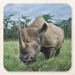 Dessous-de-verre Carré En Papier Rhinocéros noir   Kenya