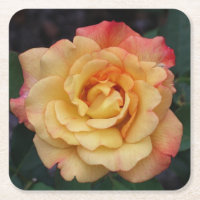 Rose Beautiful Pink and Yellow Floral
