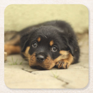 Dessous-de-verre Carré En Papier Rottweiler20150901