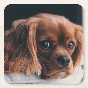 Dessous-de-verre Carré En Papier Ruby Cavalier King Charles Spaniel