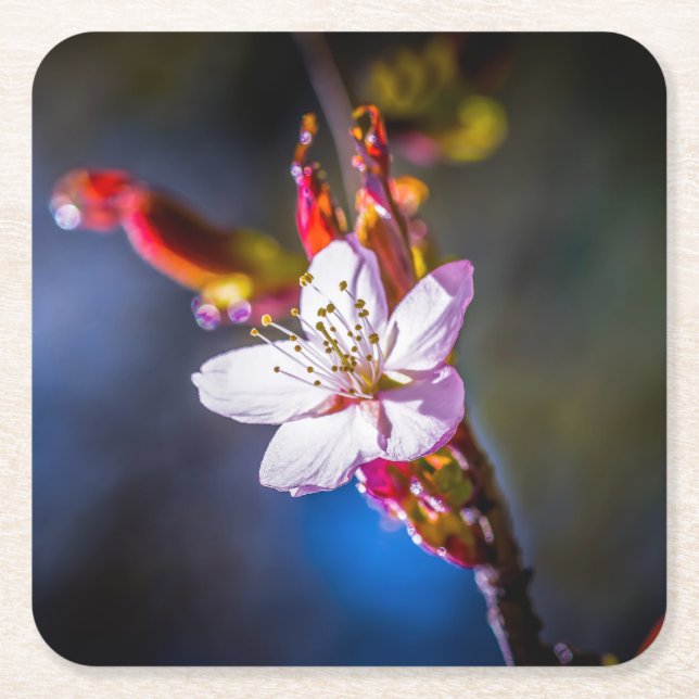 Dessous-de-verre Carré En Papier Sakura - Fleur de cerise japonaise (Devant)