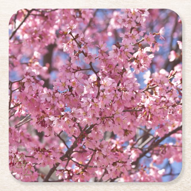 Dessous-de-verre Carré En Papier Sakura Pink Cherry Blossom Sky (Devant)