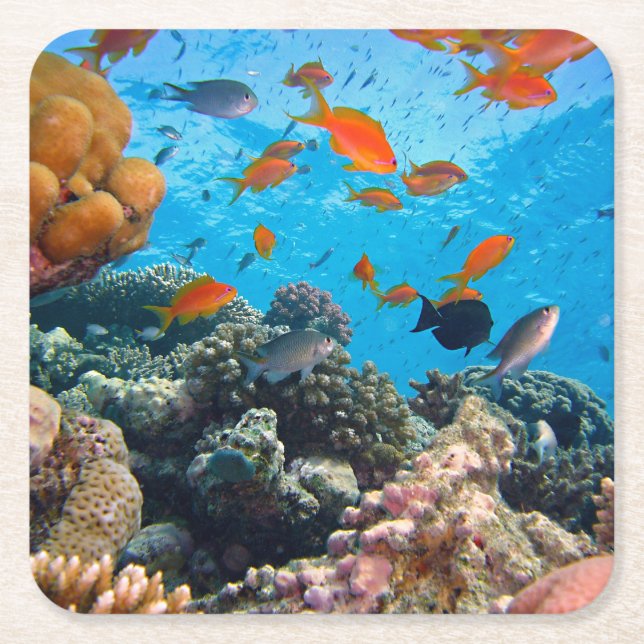 Dessous-de-verre Carré En Papier Scène sous-marine de poissons tropicaux (Devant)