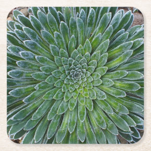 Dessous-de-verre Carré En Papier Succulent plante du désert
