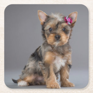 Dessous-de-verre Carré En Papier Super Sweet Yorkshire Terrier (Yorkie) Chiot
