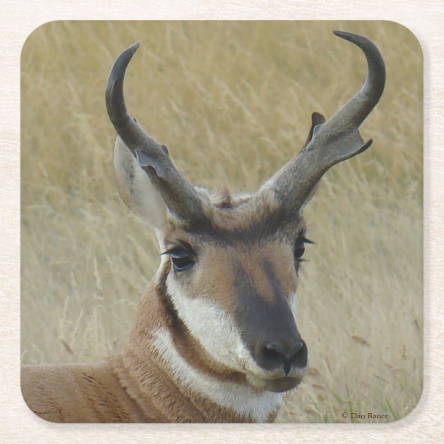 Dessous-de-verre Carré En Papier Tête de grand mâle d'antilope pronghorn A5 (Devant)
