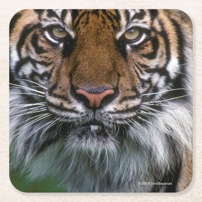 Dessous-de-verre Carré En Papier Tête et visage de tigre (Devant)