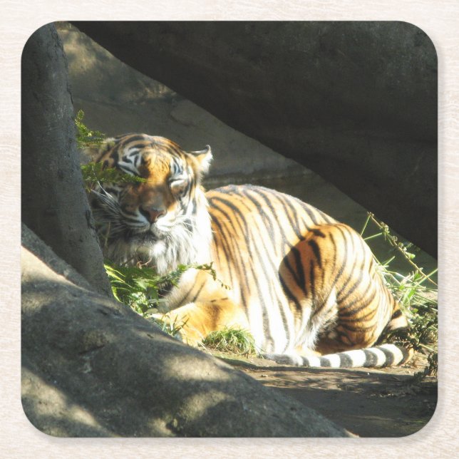 Dessous-de-verre Carré En Papier Tiger Catnap (Devant)