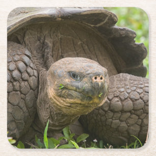 Dessous-de-verre Carré En Papier Tortue géante