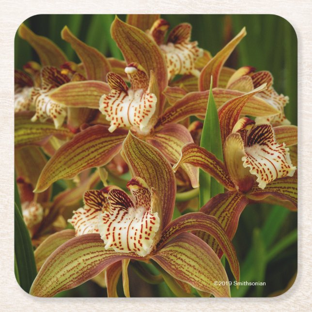 Dessous-de-verre Carré En Papier Tracyanum de Cymbidium (Devant)