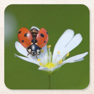 Dessous-de-verre Carré En Papier Très Cool Ladybug sur une fleur