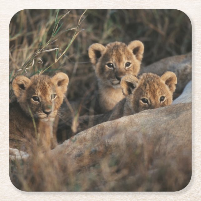 Dessous-de-verre Carré En Papier Trio de bébés Lions âgés de six semaines assis (Devant)