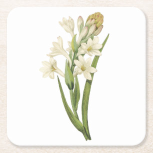 Dessous-de-verre Carré En Papier tuberose(Tuberosa sp.) par Redouté