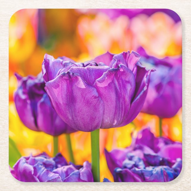 Dessous-de-verre Carré En Papier Tulipes Envoûtantes Violettes (Devant)