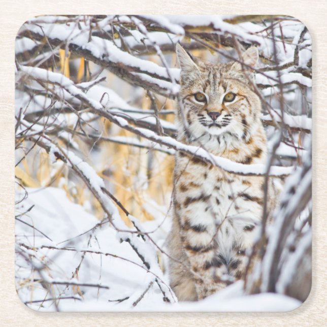 Dessous-de-verre Carré En Papier USA, Wyoming, Bobcat (Devant)