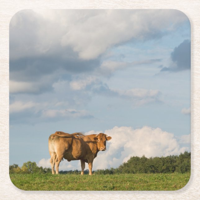 Dessous-de-verre Carré En Papier Vache blonde à d'Aquitaine dans la région de (Devant)