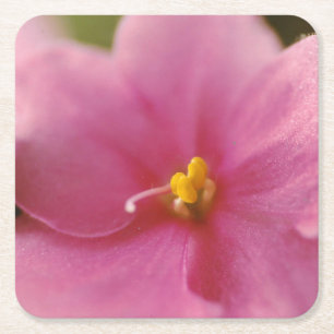 Dessous-de-verre Carré En Papier Violet africain rose pastel (Saintpaulia)